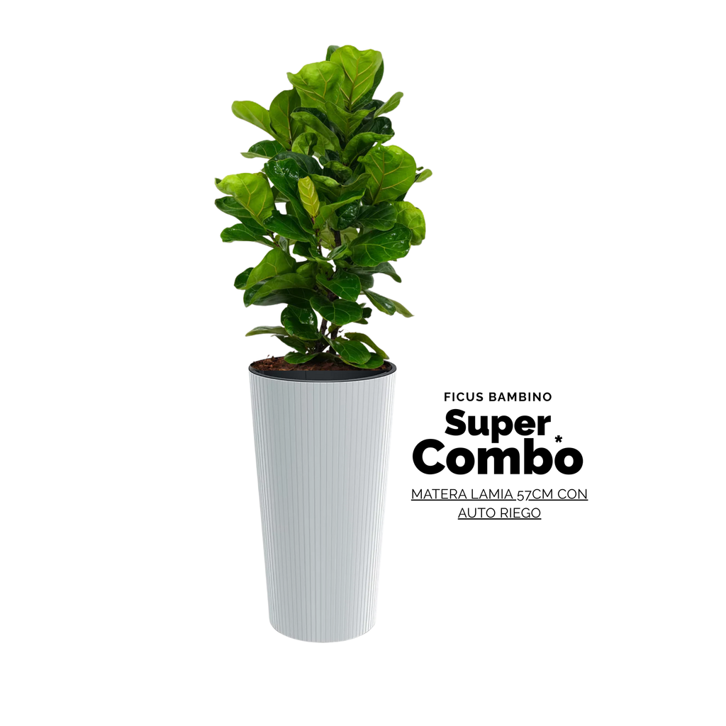 COMBO FICUS BAMBINO + MATERA LAMIA SLIM BLANCA