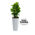 COMBO FICUS BAMBINO + MATERA LAMIA SLIM BLANCA