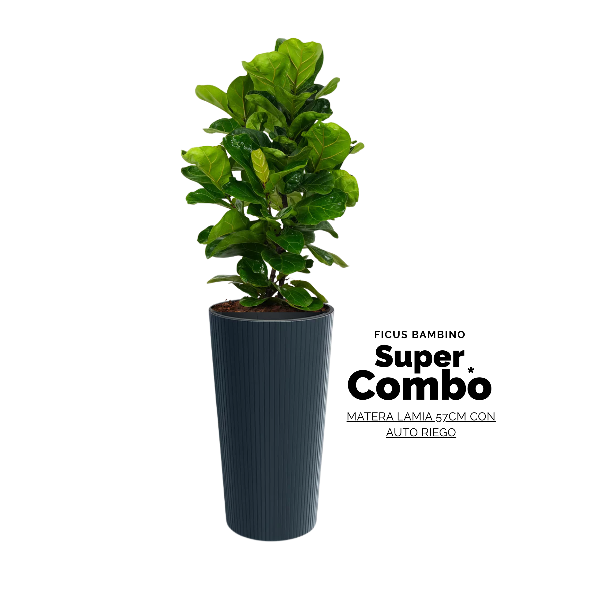 COMBO FICUS BAMBINO + MATERA LAMIA SLIM NEGRA
