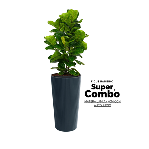 COMBO FICUS BAMBINO + MATERA LAMIA SLIM NEGRA