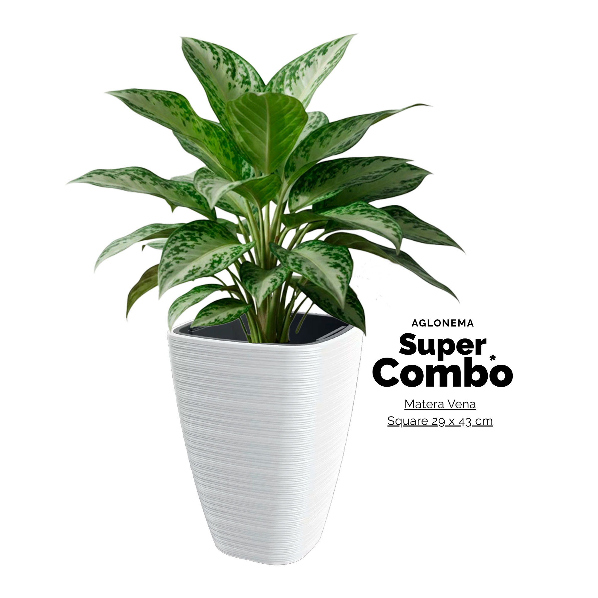 AGLONEMA PATICO + MATERA VENA SQUARE